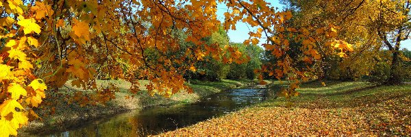 Liście, Jesień, Park, Kostelec Nad Orlici, Czechy, Gałęzie, Rzeka