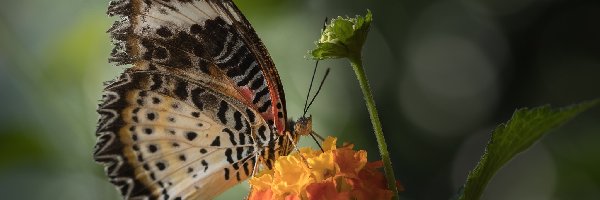 Euthalia lubentina, Kwiat, Pomarańczowy, Motyl