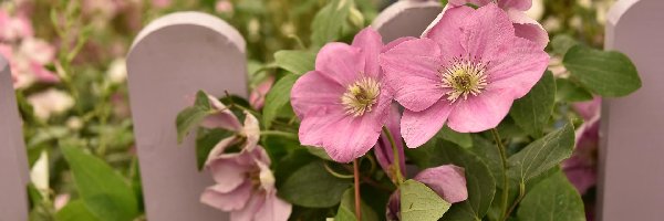 Rozmyte, Clematis, Płotek, Tło, Kwiaty, Różowe