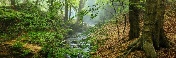 Mgła, Park Narodowy Peak District, Las, Hrabstwo Derbyshire, Anglia, Strumyk, Drzewa