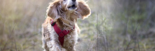 Rozmyta, Cocker spaniel angielski, Szelki, Łąka, Biegnący, Pies