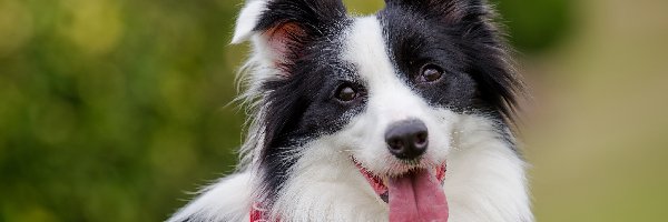 Apaszka, Kufa, Border collie