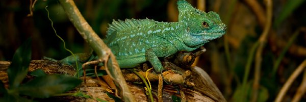 Rośliny, Bazyliszek płatkogłowy