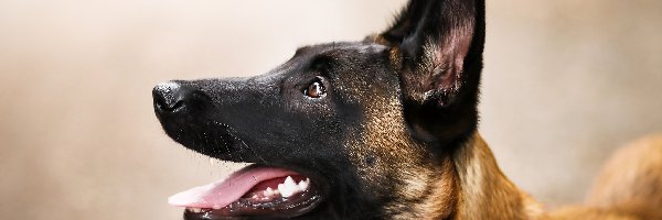 Mordka, Owczarek belgijski Malinois, Pies