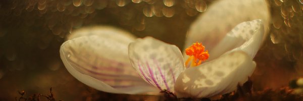 Bokeh, Krokus, Biały