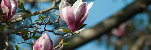 Kwiaty, Gałązki, Magnolia