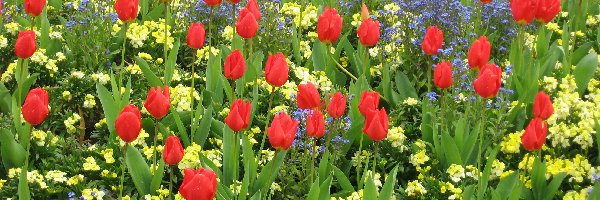 Tulipany, Wiosenne kwiaty