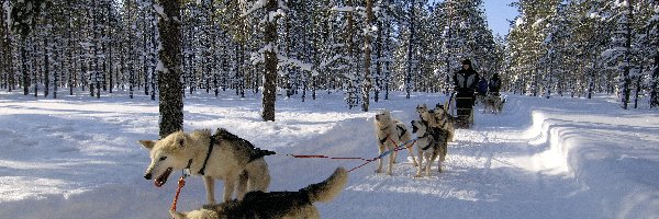 Zaprzęgi, Las, Światło, droga, Zima, Psie, Cień