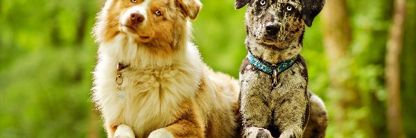 Ławka, Catahoula leopard dog, Owczarki australijskie-australian shepherd