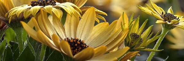 Arktotis, Kwiaty, Żółte