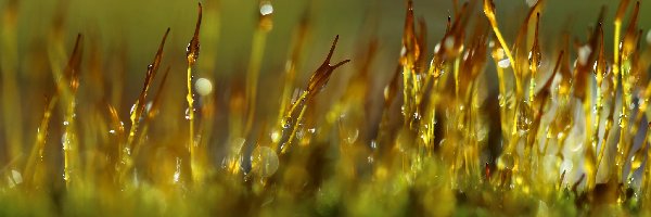 Bokeh, Źdźbła, Krople, Makro, Porosty, Mchy