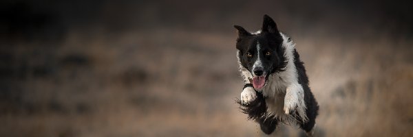 Border collie, Skok, Bieg, Tło, Rozmyte