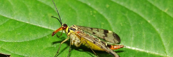 Samica, Wojsiłka pospolita, Owad