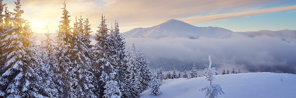 Świerki, Szczyt Howerla, Las, Góry Karpaty, Ukraina, Chmury, Wschód słońca