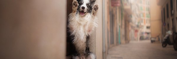 Pies, Postawa, Border collie, Kamienice, Uliczka