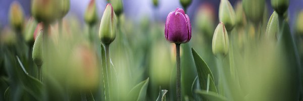 Pączki, Tulipany