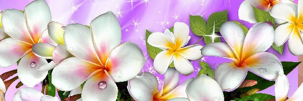 Art, Plumeria
