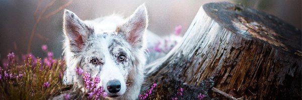 Pień, Wrzos, Border collie