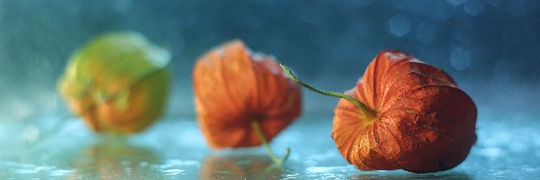 Rośliny, Czerwone, Miechunka rozdęta