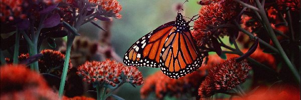 Kwiaty, Monarch, Motyl, Kwitnące