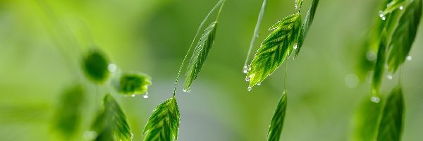 Rosa, Kłosy, Rośliny