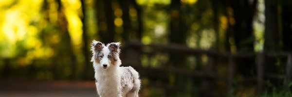 Droga, Border collie