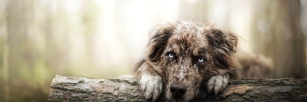 Owczarek australijski, Las, Kłoda, Pies