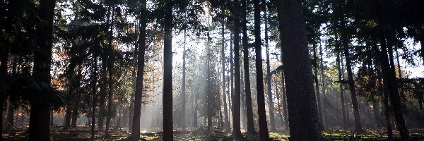 Drzewa, Światło, Przebijające, Las