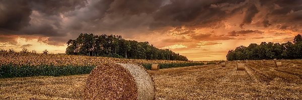 Pole, Słoneczniki, Bele, Chmury, Drzewa