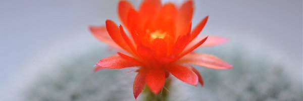 Kwiat, Kaktus, Czerwony, Zbliżenie