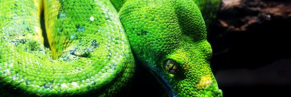 Wąż, Pyton zielony