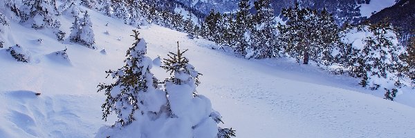 Zima, Drzewa, Góry, Śnieg, Promienie słońca