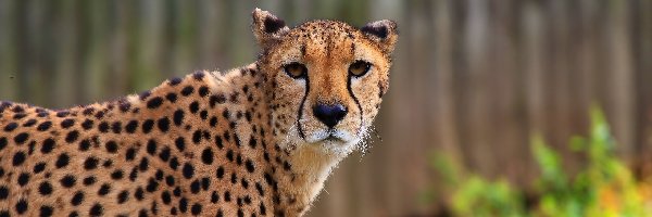 Gepard, Pozujący