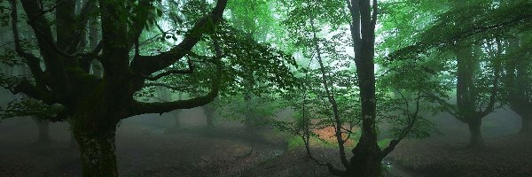 Drzewa, Park Narodowy Gorbea, Las, Mgła, Kraj Basków, Hiszpania