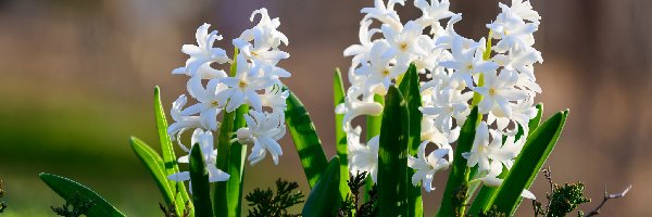 Hiacynty, Białe, Kwiaty