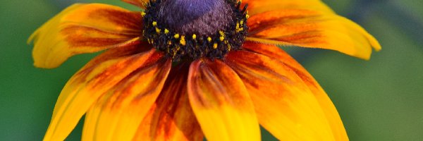 Pomarańczowa, Rudbekia
