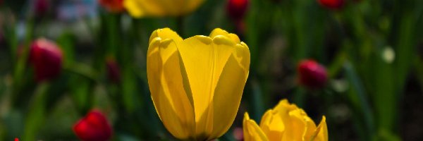 Tulipany, Czerwone, Żółte