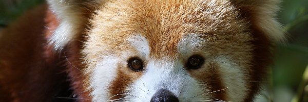 Panda, Pandka ruda, Głowa, Malutka