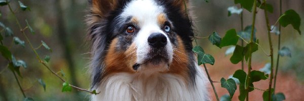 Bluszcz, Border collie