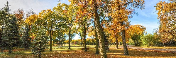 Drzewa, Park, Jesień