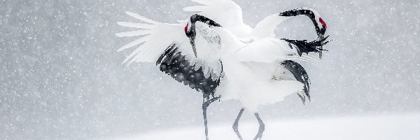 Śnieg, Zima, Żurawie mandżurskie