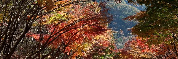 Drzewa, Jesień, Droga, Kolorowe