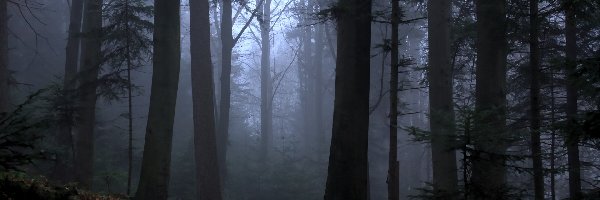 Mgła, Ścieżka, Las