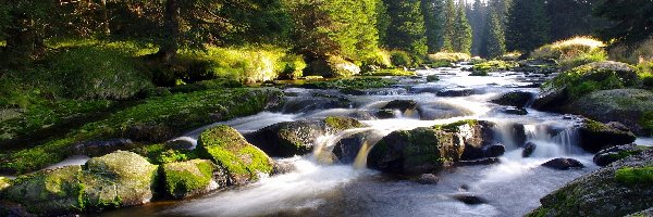 Rzeka, Las, Kamienie, Strumień