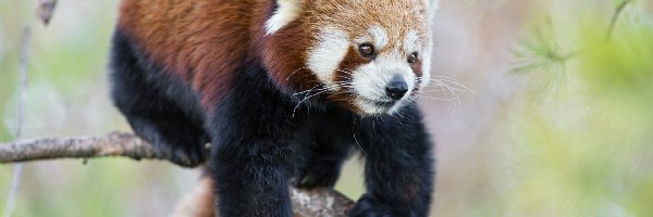 Czerwona, Pandka ruda, Gałąź, Panda