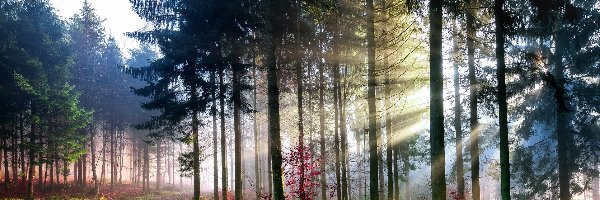 Drzewa, Droga, Przebijające Światło, Las