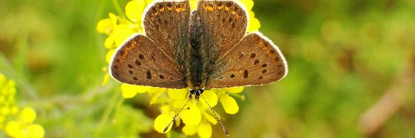 Czerwończyk uroczek, Modraszek, Motyl