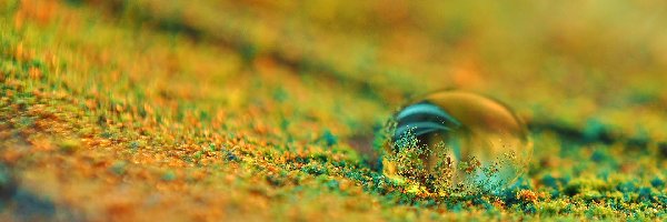 Macro, Kropla