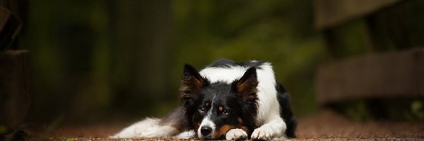 Border collie, Pies, Leżący