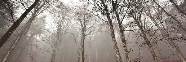 Brzozy, Mech, Mgła, Drzewa